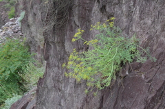 Ferula transiliensis