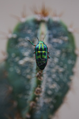 Calidea dregii
