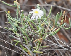 Minuria cunninghamii