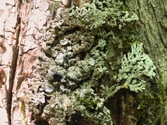 Physconia subpallida