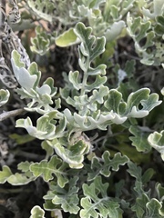 Jacobaea maritima