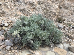Jacobaea maritima