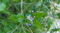 Tamaulipa azurea