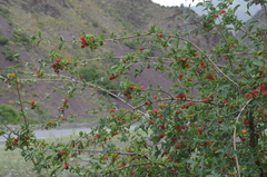 Lonicera microphylla