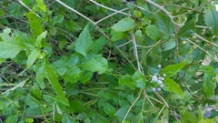 Tamaulipa azurea