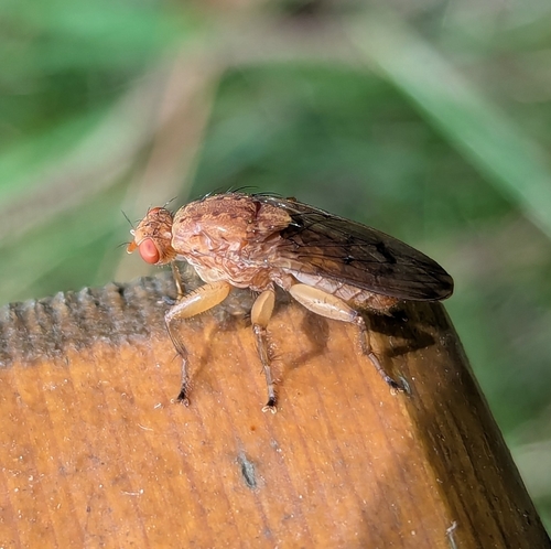 Suillia gigantea