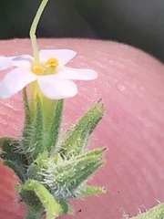 Chaenostoma marifolium