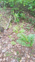 Psacalium cirsiifolium