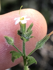 Chaenostoma marifolium