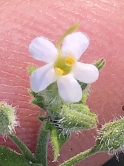 Chaenostoma marifolium