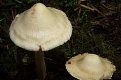 Inocybe umbratica