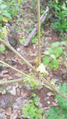 Psacalium cirsiifolium