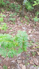 Psacalium cirsiifolium