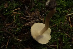 Inocybe umbratica
