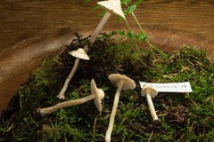 Inocybe umbratica