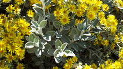 Brachyglottis greyi