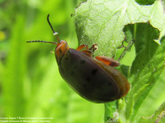 Alagoasa vigintiseptemmaculata