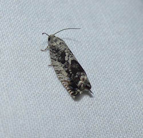 Cydia flexiloqua