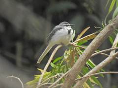 Motacilla clara