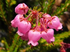 Erica lateralis