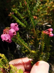 Erica lateralis