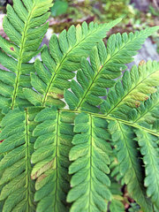 Dryopteris lacera