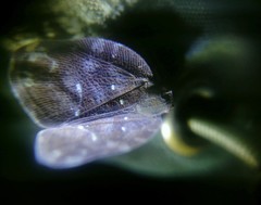 Nogodinidae