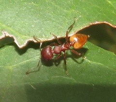 Crematogaster castanea durbanensis