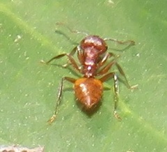 Crematogaster castanea durbanensis