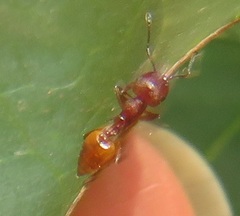 Crematogaster castanea durbanensis