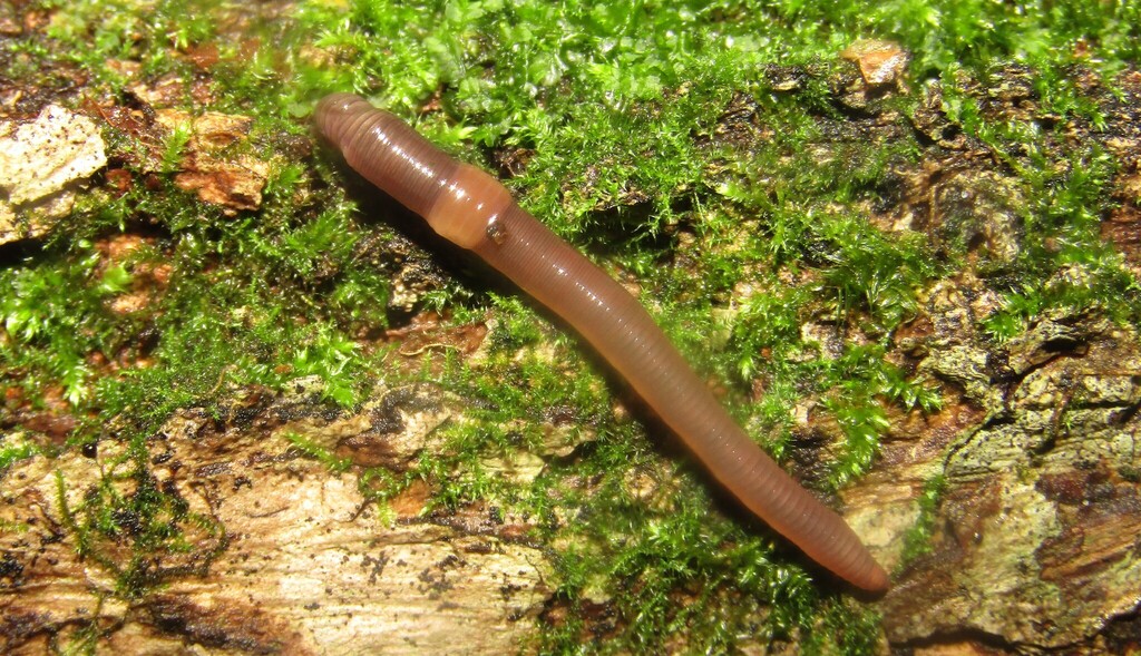 octagonal-tail worm