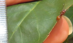 Crematogaster castanea durbanensis