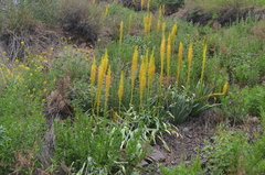 Eremurus fuscus