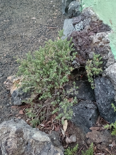 El Hierro Island Whitweed (Micromeria hierrensis)