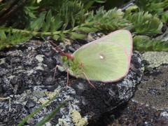 Colias meadii
