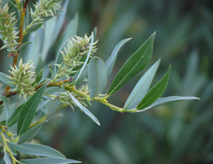 Salix lemmonii