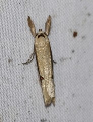 Compsotorna oligarchica