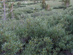 Salix lemmonii