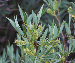Salix lemmonii