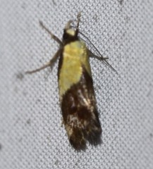 Eulechria clytophanes