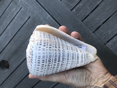 Conus leopardus