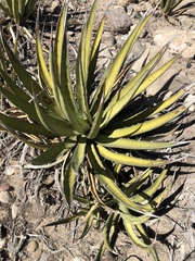Agave