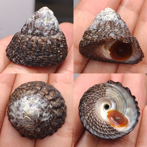 Tegula pfeifferi observed 2025-06-26