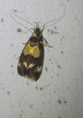 Eulechria periphanes