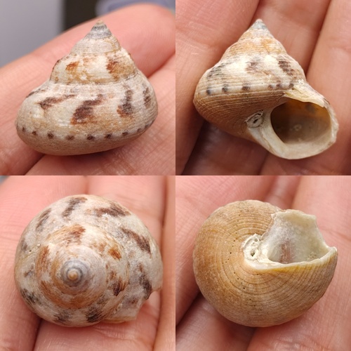 Calliostoma unicum, 2025-06-26