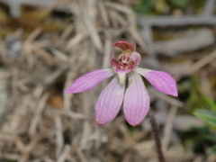 Caladenia bartlettii