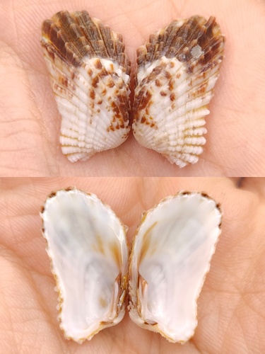 Cardita leana observed 2025-06-28