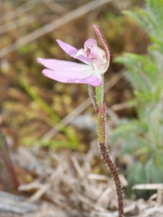 Caladenia bartlettii