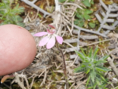 Caladenia bartlettii