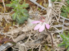 Caladenia bartlettii